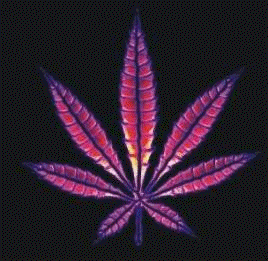 lmarijuana